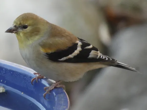 An American goldfinch in Sudbury, photographed by Sharon Tentarelli.