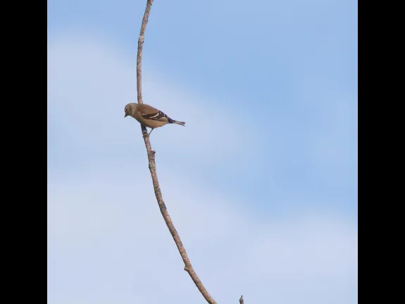 An American goldfinch at Breakneck Hill Conservation Land in Southborough, photographed by Steve Forman.