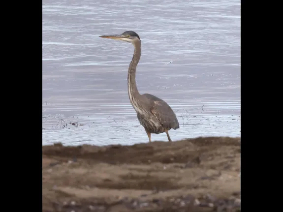 A great blue heron at Foss Reservoir in Framingham, photographed by Steve Forman.