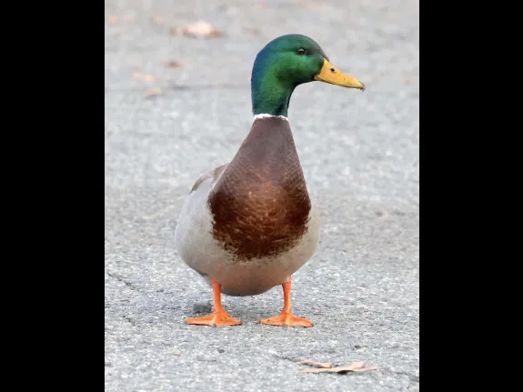A mallard at Hager Pond in Marlborough, photographed by Steve Forman.