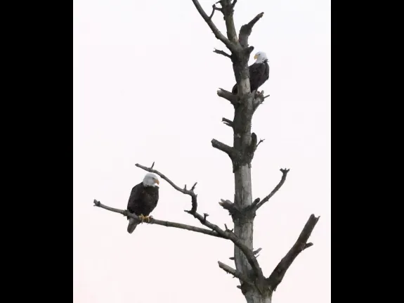 Bald Eagles on the Sudbury Reservoir in Southborough, photographed by Steve Forman.