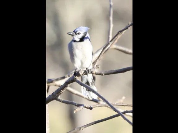 A blue jay at Breakneck Hill Conservation Land in Southborough, photographed by Steve Forman.