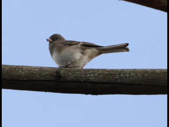 A dark-eyed junco at Breakneck Hill Conservation Land in Southborough, photographed by Steve Forman.