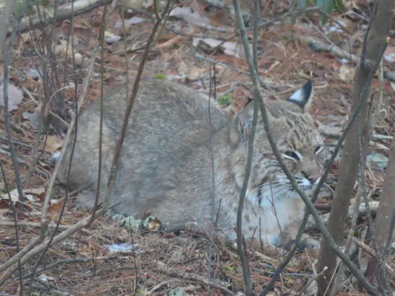 A bobcat in Sudbury, photographed by Dave Hoaglin.