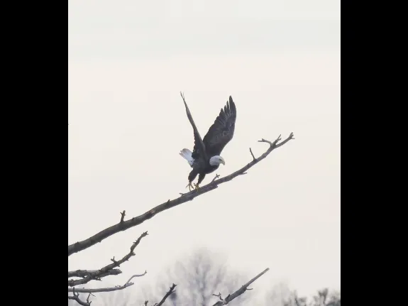 A bald eagle at the Sudbury Reservoir in Southborough, photographed by Steve Forman.