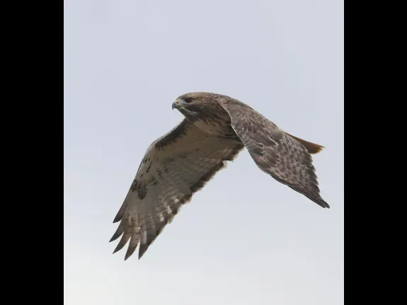 A red-tailed hawk at Breakneck Hill Conservation Land in Southborough, photographed by Steve Forman.