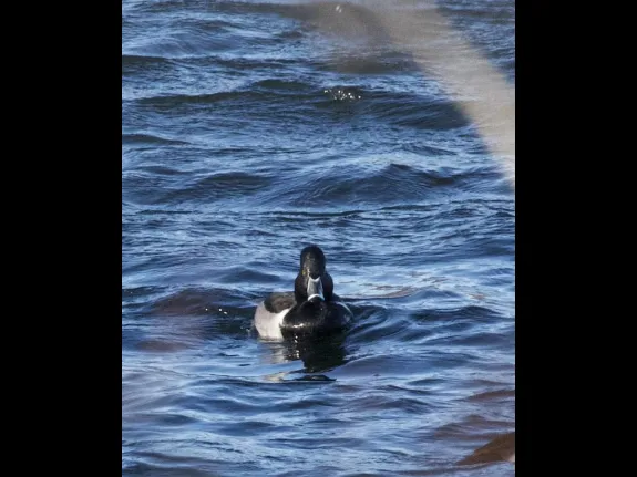 A ring-necked duck in Wayland, photographed by Gail Sartori.