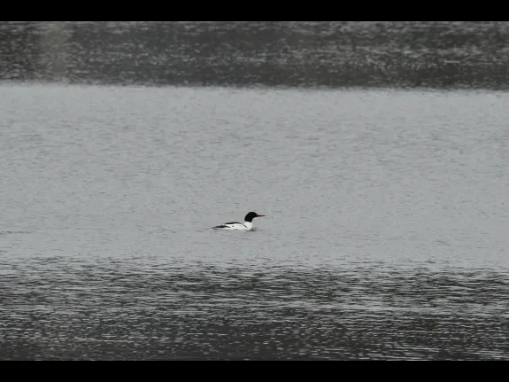 A common merganser in Maynard, photographed by Gail Sartori.