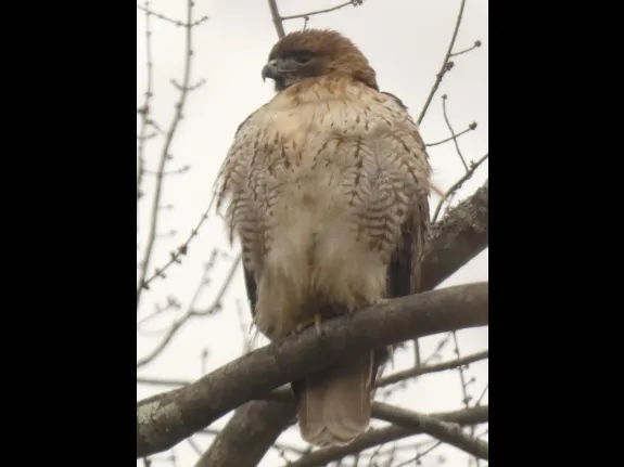 A red-tailed hawk in Sudbury, photographed by Sharon Tentarelli.
