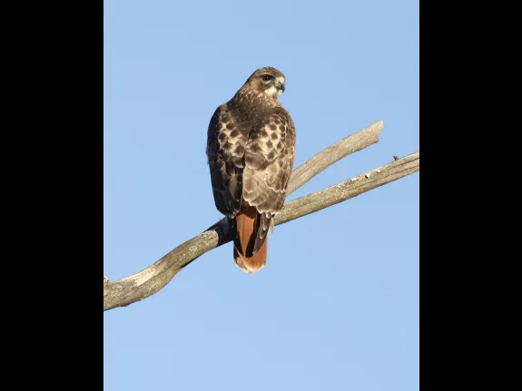 A red-tailed hawk at Breakneck Hill Conservation Land in Southborough, photographed by Steve Forman.