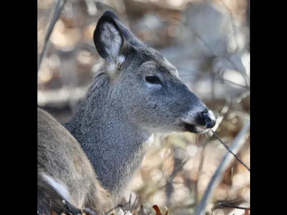 A white-tailed deer in Framingham, photographed by Steve Forman.