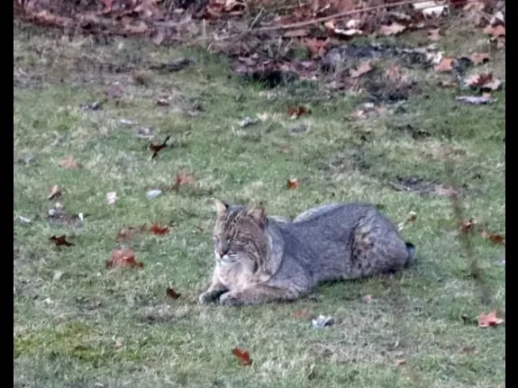 A bobcat in Sudbury, photographed by Patrick J Delaney.
