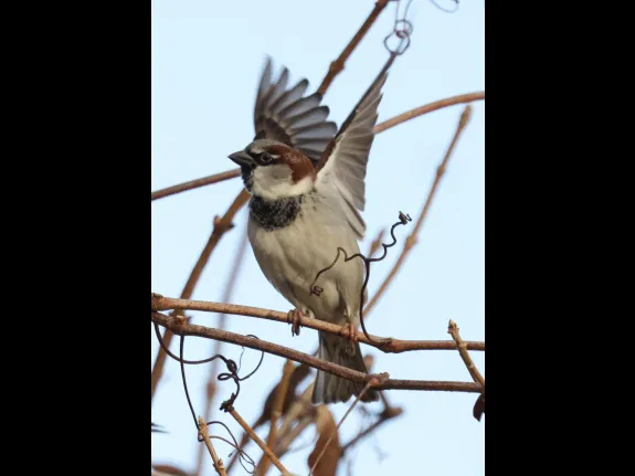 A house sparrow at Breakneck Hill Conservation Land in Southborough, photographed by Steve Forman.