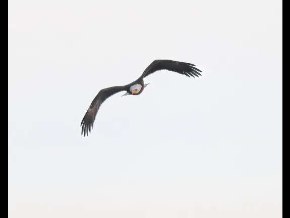 A bald eagle at the Sudbury Reservoir in Southborough, photographed by Steve Forman.