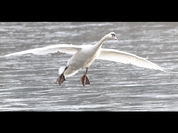 A mute swan at Hager Pond in Marlborough, photographed by Steve Forman.