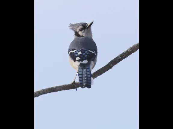 A blue jay at Breakneck Hill Conservation Land in Southborough, photographed by Steve Forman.