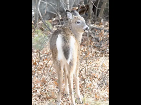 A white-tailed deer in Framingham, photographed by Steve Forman.
