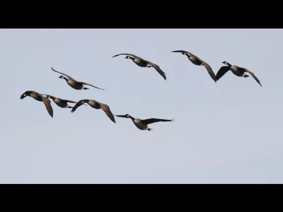 Canada geese at Hager Pond in Marlborough, photographed by Steve Forman.