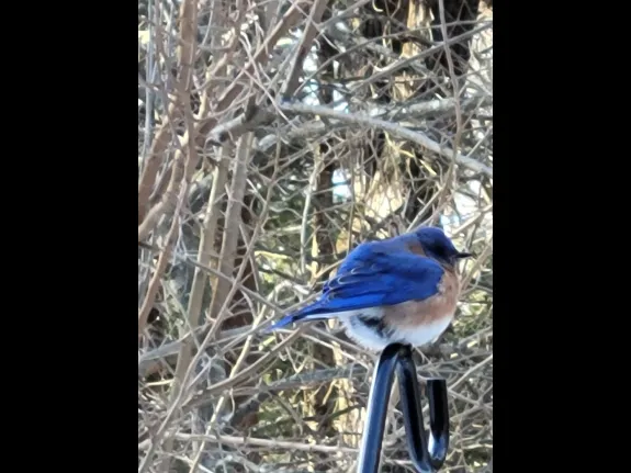 An eastern bluebird in Northborough, photographed by Marnie Frankian.