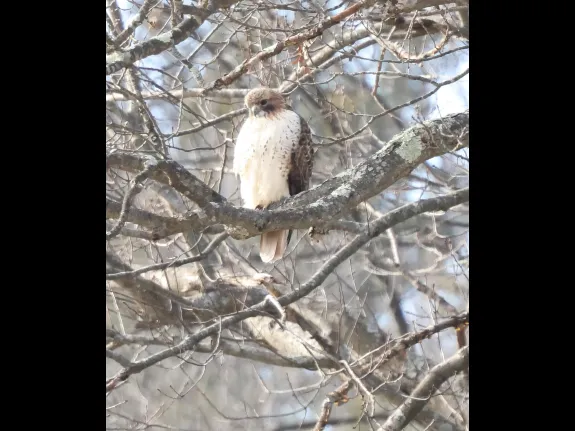 A red-tailed hawk at Breakneck Hill Conservation Land in Southborough, photographed by Steve Forman.