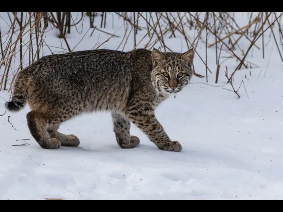 A bobcat in Harvard, photographed by Jon Turner.