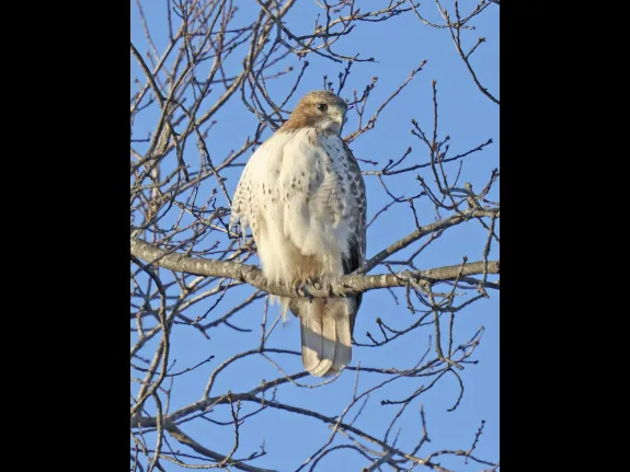 A red-tailed hawk at Breakneck Hill Conservation Land in Southborough, photographed by Steve Forman.