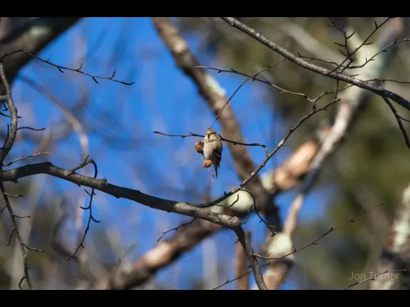 An American goldfinch at Horse Meadows Knoll in Harvard, photographed by Jon Turner.