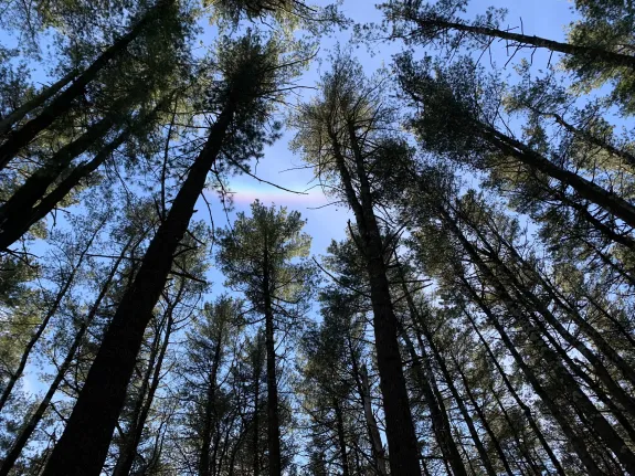 A circumhorizontal arc over Ashland Town Forest, photographed by Rob St. Germain.
