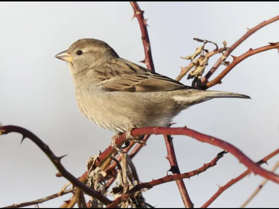 A house sparrow at Breakneck Hill Conservation Land in Southborough, photographed by Steve Forman.