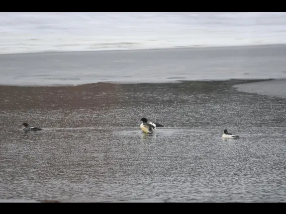 Common mergansers at Mill Pond in Maynard, photographed by Dany Pelletier.