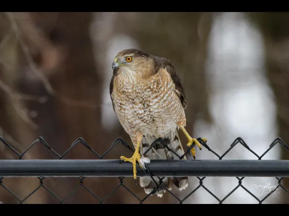 A Cooper's hawk in Westborough, photographed by Nancy Wright.