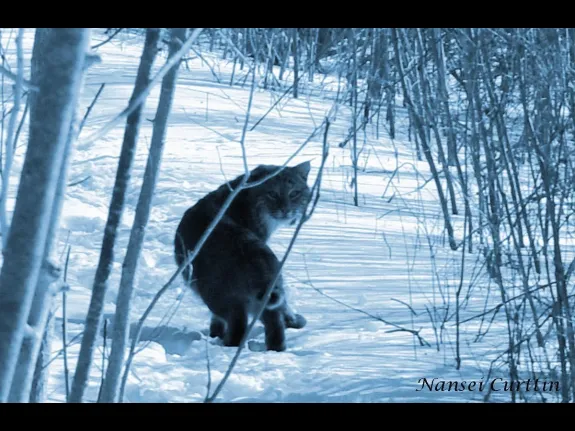 A bobcat at Crane Swamp Conservation Area, photographed by Nansei Curttin.