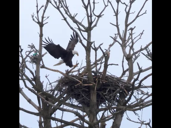 A bald eagle at the Sudbury Reservoir in Southborough, photographed by Steve Forman.