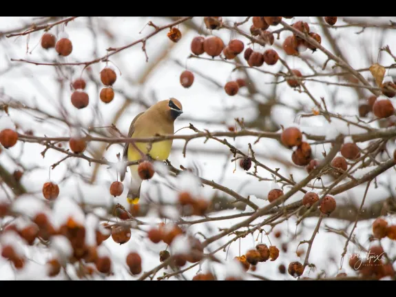A cedar waxwing at the MacCallum Wildlife Management Area, photographed by Nancy Wright.