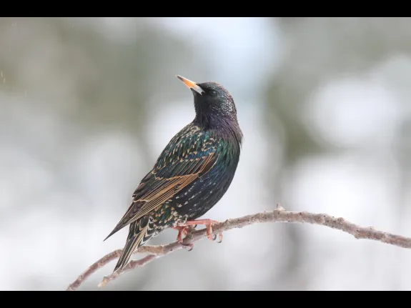 A European starling in Sudbury, photographed by Sue Feldberg.