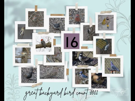Sixteen species photographed by Nancy Wright in Westborough during the Great Backyard Bird Count 2022.