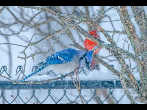 A blue jay and a northern cardinal in Westborough, photographed by Nancy Wright.