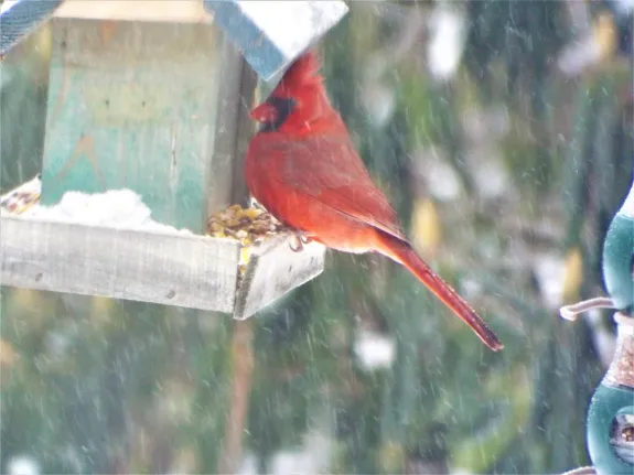A northern cardinal in Harvard, photographed by Robin Right.