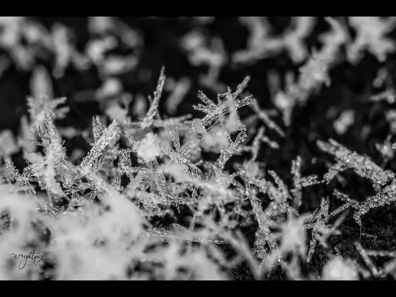 Snowflakes in Westborough, photographed by Nancy Wright.