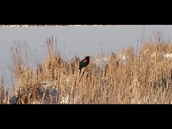 A red-winged blackbird at Great Meadows National Wildlife Refuge in Concord, photographed by William Watt.