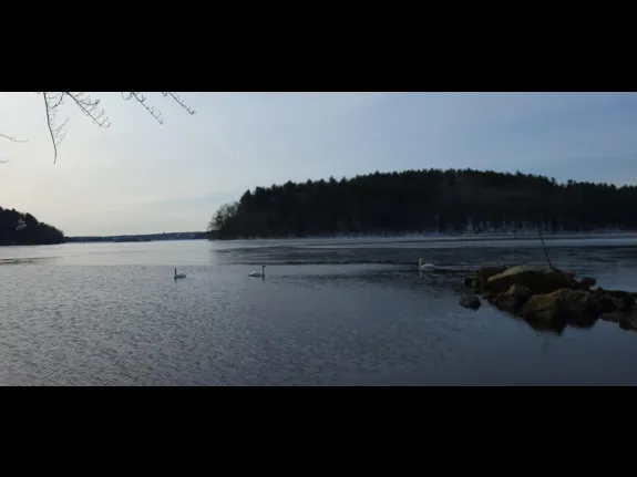Mute swans at the Sudbury Reservoir in Marlborough, photographed by William Watt.