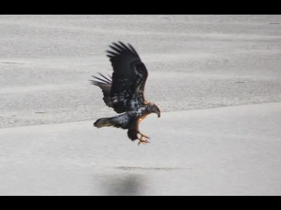 A bald eagle at Fort Meadow Reservoir in Marlborough, photographed by William Dunbar.