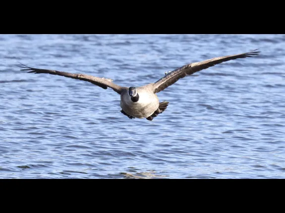 A Canada goose at Hager Pond in Marlborough, photographed by Steve Forman.