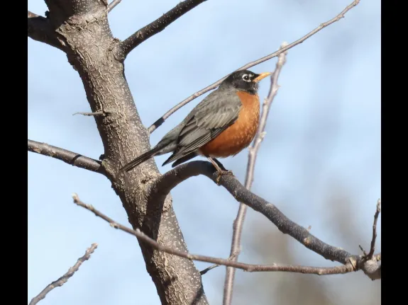 An American robin at Breakneck Hill Conservation Land in Southborough, photographed by Steve Forman.