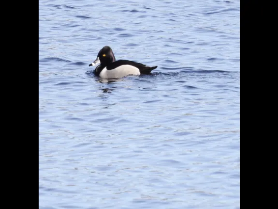 A ring-necked duck on the Sudbury Reservoir in Southborough, photographed by Steve Forman.