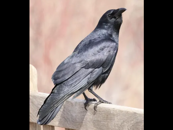 An American crow at Great Meadows National Wildlife Refuge in Concord, photographed by Steve Forman.