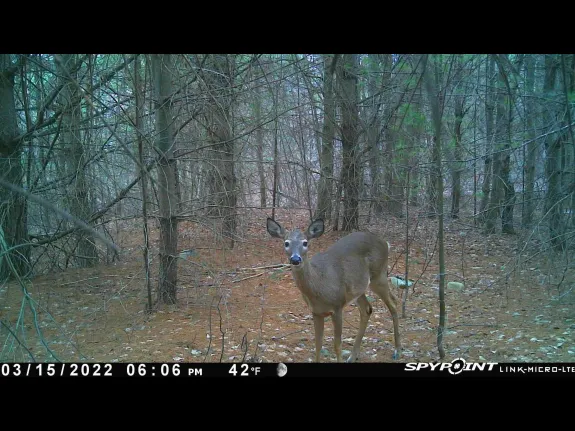 A white-tailed deer in Marlborough, photographed with an automatically triggered wildlife camera by Karin Paquin.