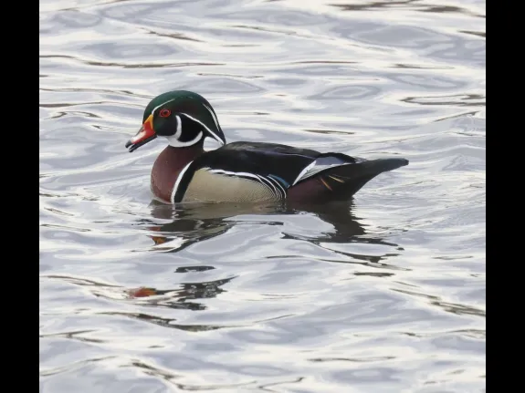A wood duck at Hager Pond in Marlborough, photographed by Steve Forman.