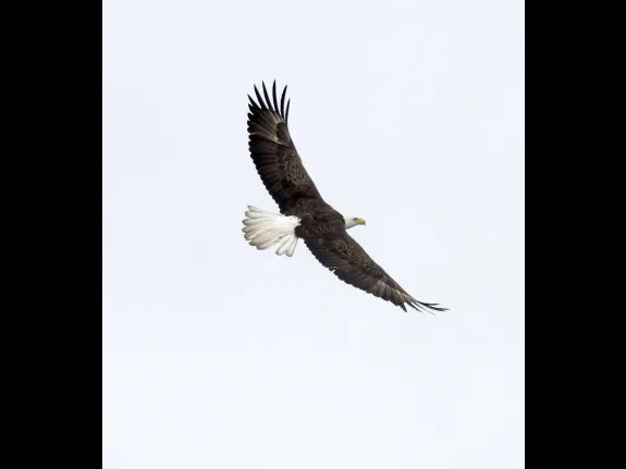 A bald eagle at the Sudbury Reservoir in Southborough, photographed by Steve Forman.