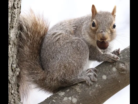 A gray squirrel at Farm Pond in Framingham, photographed by Steve Forman.
